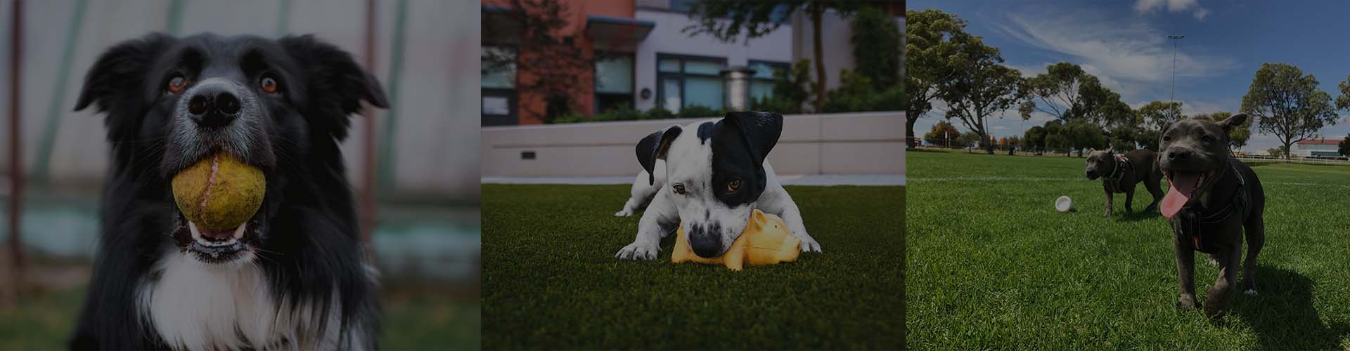 Day Care Packages – TT Dogs Unleashed
