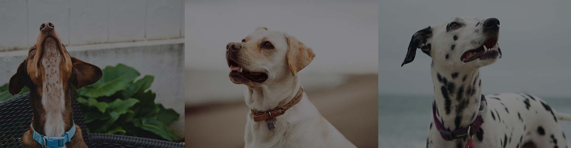 Training Equipment – TT Dogs Unleashed