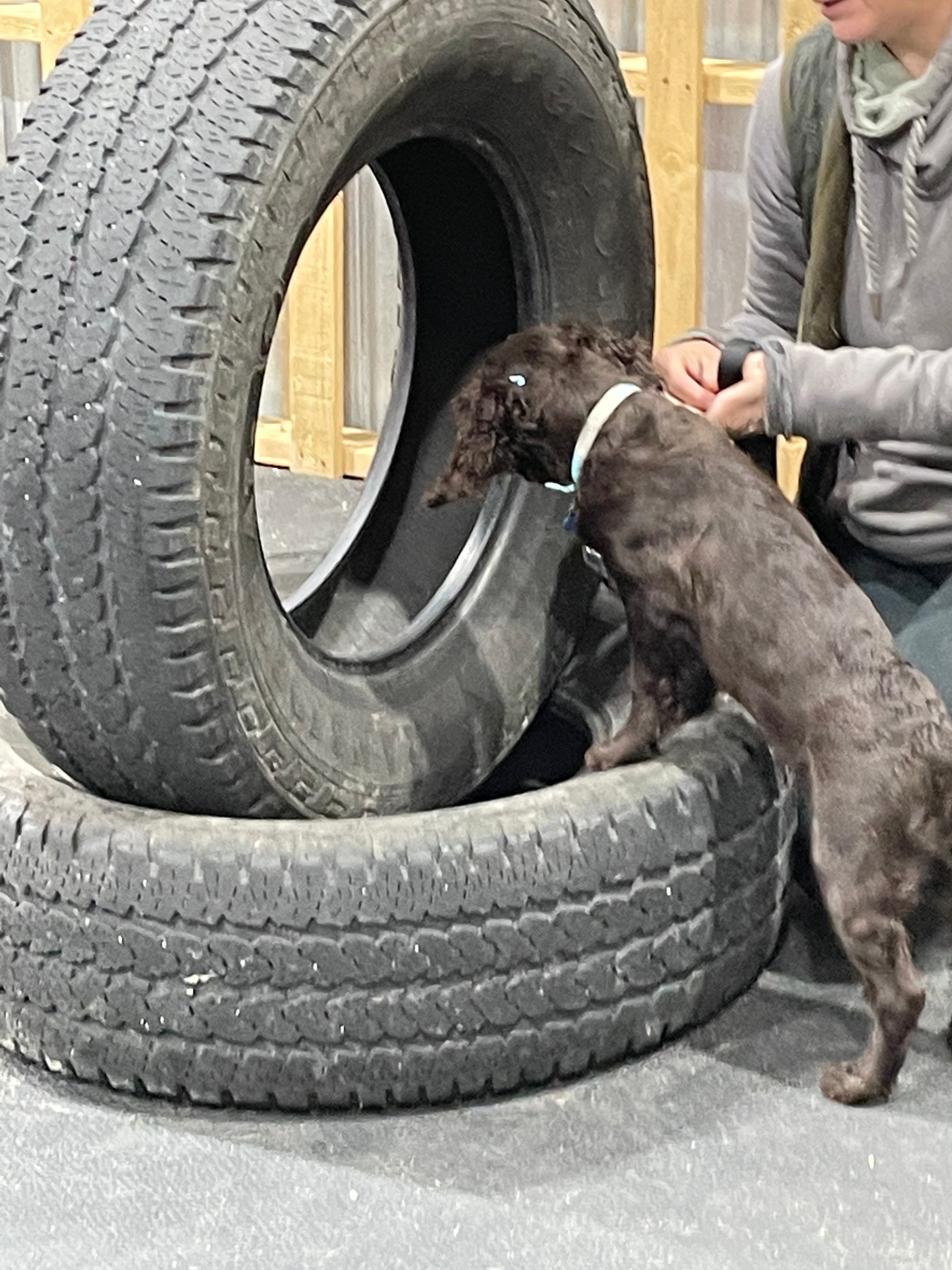 Add on Training – TT Dogs Unleashed