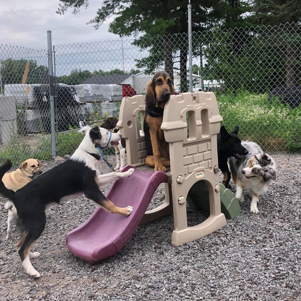 T&T Dogs Unleashed listing photo