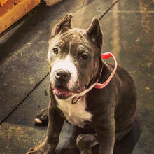 Load image into Gallery viewer, Puppy Full Day Preschool 2026

